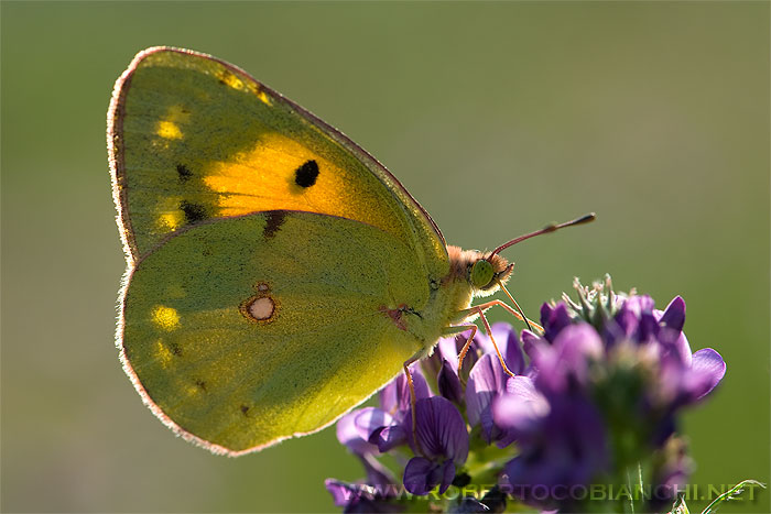 Colias croceus